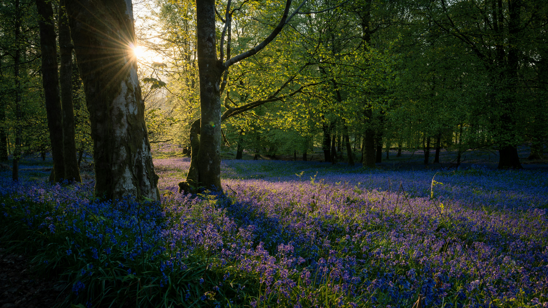 Nature Photography